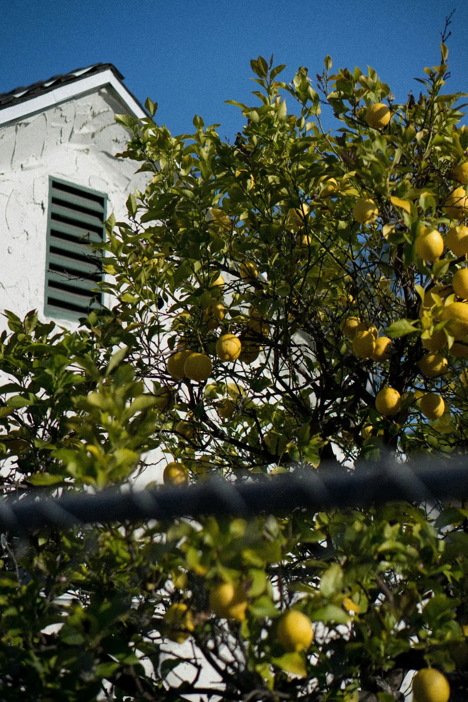 A lemon tree heavy with fruit