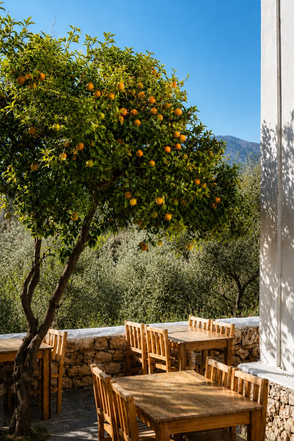 A citrus orchard at first light